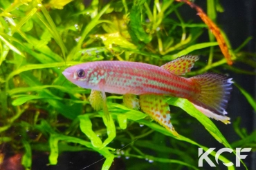 Renova oscari San José de Guaviare ICE 16-14 male sub adulte 