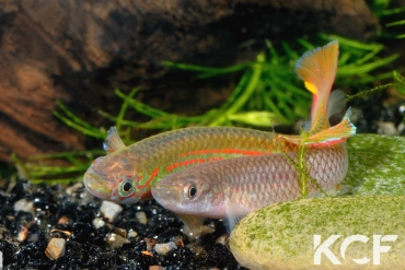 Aphyosemion wildekampi Bonda ABDK 10-404 couple adulte 