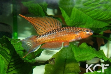 Aphyo. Chromaphyosemion aurantiacum Wézé GLC 14 male adulte 