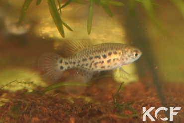 Hypsolebias trifasciatus Santa Rita de Cassia BR 14-02 femelle adulte 