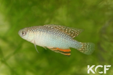 Hypsolebias trifasciatus Santa Rita de Cassia BR 14-02 male adulte 
