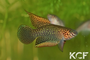 Nematolebias papilliferus Inoa BR 2013 male adulte 