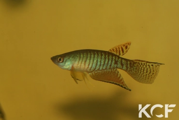 Gnatholebias zonatus Las Mercedes VEN 14-01 male sub adulte 