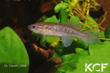 Callopanchax occidentalis Malai SL 03-11 femelle adulte 