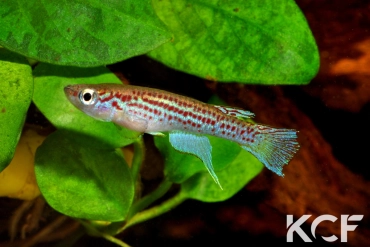 Fenerbahce formosus RC 15-01 Ebou male adulte 