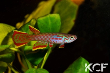 Aphyosemion lefiniense CLC19 Mbouambé male adulte 