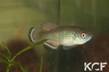 Nothobranchius angelae Mabondeni TAN 19-07 male adulte 