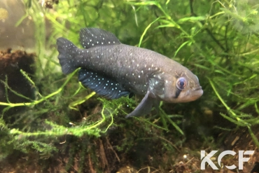 Austrolebias wolterstorffi la Killifiche du KCF