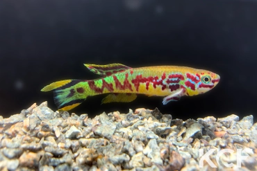 Fundulopanchax spoorenbergi  male adulte 