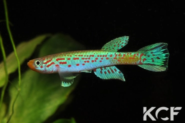 Aphyosemion halleri Ambam AP 13-533 male adulte 