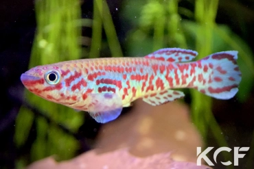 Fundulopanchax mamfensis Mamfé C 10 male adulte 