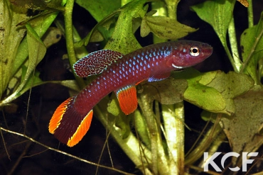 Diapteron fulgens Sud Makokou ABDEK 12-482 male adulte 