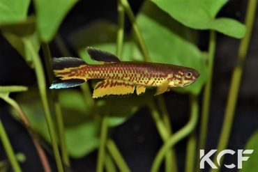 Aphyosemion fellmanni Ntoba FCCO 13-15 male sub adulte 