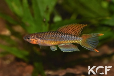 Aphyo. Chromaphyosemion aurantiacum Wézé GLC 14 male sub adulte 