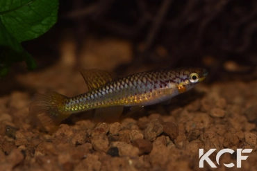 Aphyo. Chromaphyosemion aurantiacum Wézé GLC 14 femelle adulte 