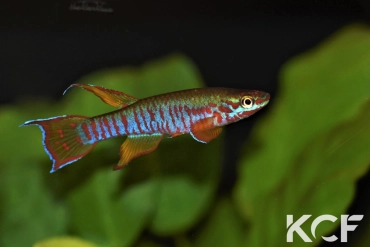 Aphyosemion dargei Ndjoré Mfele JVC 17-20 male adulte 