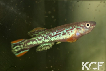 Fundulopanchax mirabilis intermittens Tinto ADL 13-31 male sub adulte 