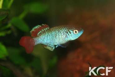 Nothobranchius derhami Ahero KEN 19-16 male sub adulte 