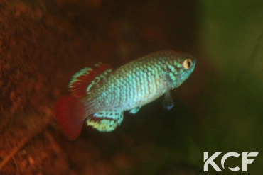 Nothobranchius derhami Ahero KEN 19-16 male sub adulte 
