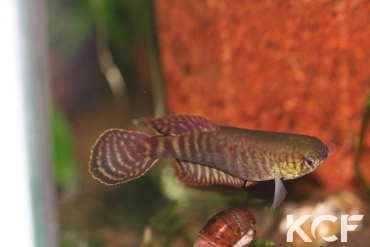 Xenurolebias cricarensis Conceiçao da Barra male sub adulte 