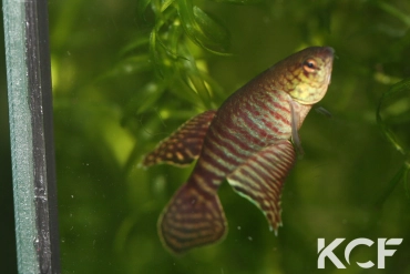 Xenurolebias cricarensis Conceiçao da Barra male sub adulte 