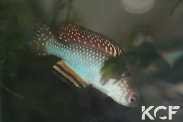 Hypsolebias trifasciatus Santa Rita de Cassia BR 14-02 male sub adulte 
