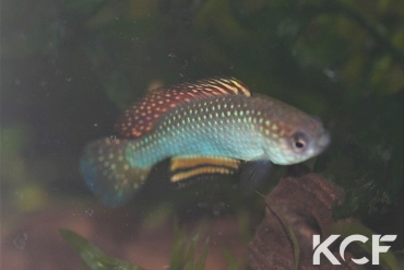 Hypsolebias trifasciatus Santa Rita de Cassia BR 14-02 male sub adulte 