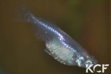 Oryzias latipes miyuki femelle adulte 