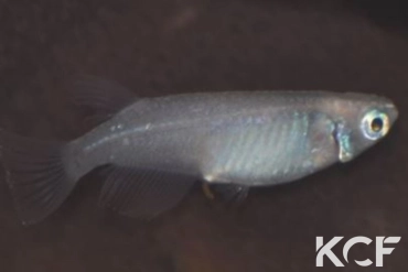 Oryzias latipes miyuki femelle adulte 