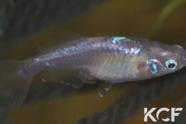 Oryzias latipes miyuki femelle adulte 