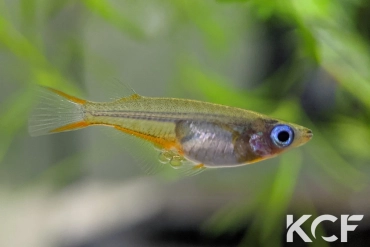 Oryzias woworae  femelle adulte 