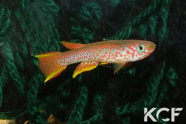 Aphyosemion aff. elegans RC 16-16 male adulte 