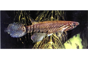 Epiplatys biafranus  male adulte 