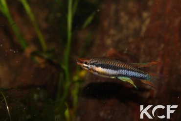 Aphyo. Chromaphyosemion bitaeniatum Adja-Ouéré - Forêt sacrée male sub adulte 