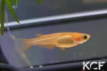 Oryzias latipes  male sub adulte 