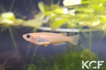 Oryzias latipes  male sub adulte 