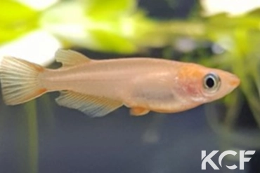 Oryzias latipes  male sub adulte 