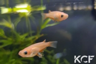 Oryzias latipes Red king couple sub adulte 