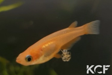 Oryzias latipes Red king femelle sub adulte 