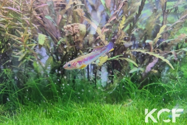 Fundulopanchax mirabilis intermittens Tinto ADL 13-31 male adulte 