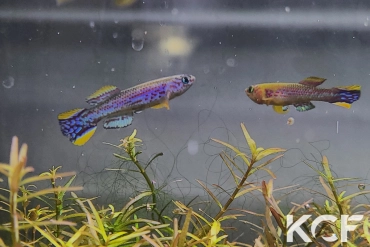 Fundulopanchax mirabilis intermittens Tinto ADL 13-31 male adulte 