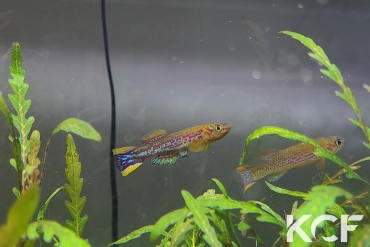 Fundulopanchax mirabilis intermittens Tinto ADL 13-31 male adulte 