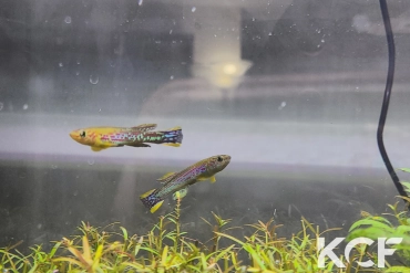 Fundulopanchax mirabilis intermittens Tinto ADL 13-31 male adulte 