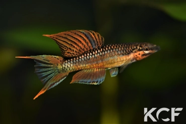 Aphyo. Chromaphyosemion aurantiacum Wézé GLC 14 male adulte 