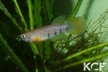 Epiplatys chaperi chaperi Angona male adulte 