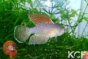 Spectrolebias reticulatus Altamira Rio Xingu- TT male adulte 