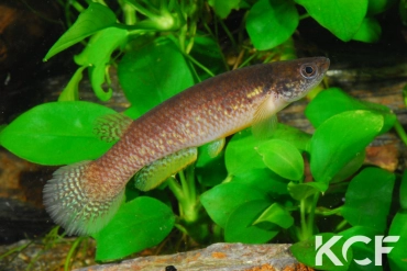 Anablepsoides gaucheri  male adulte 