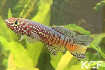 Fundulopanchax sjoestedti Red Dwarf male adulte 