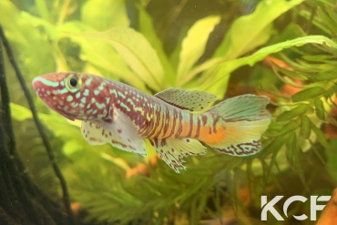 Fundulopanchax sjoestedti Red Dwarf male adulte 