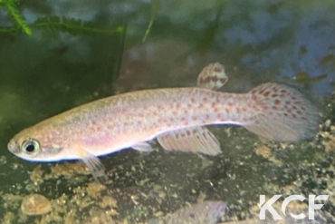 Anablepsoides sp. BR 19-03 male sub adulte 